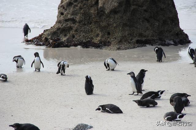 南部非洲：南非开普敦企鹅岛