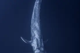 盘点14种世界上最大的大型哺乳动物图片