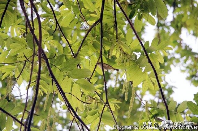 景德镇人民公园观后（江西之旅第三十篇）