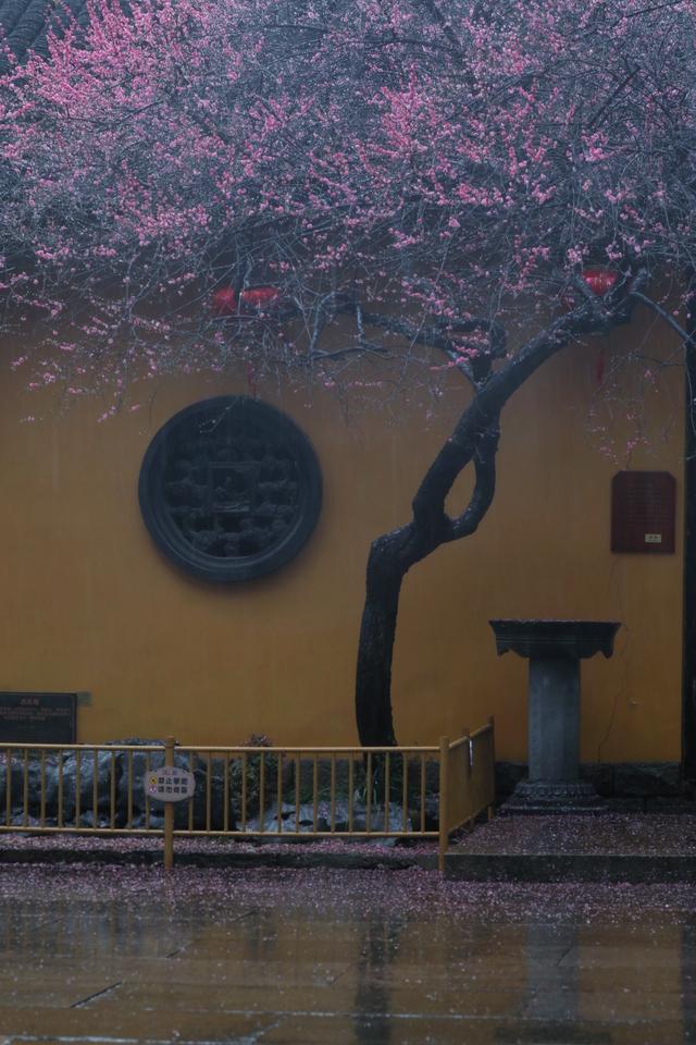 大年初十，春雨中，铁佛寺。一场六瓣梅的告别，看哭了所有人