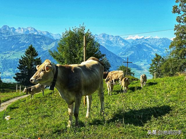 欧游杂记（5）‖ 齿轮火车几上几下瑞吉山，缆车凌空飞跃韦吉斯