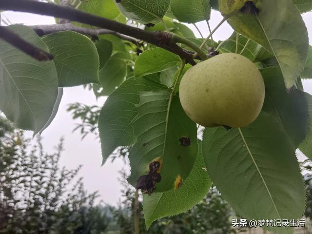 我最近热衷废墟游因为多少总会有收获,加油!我的胜利已近在眼前