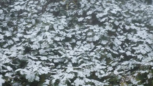 雪落恩施，大峡谷与坪坝营开启仙境模式！