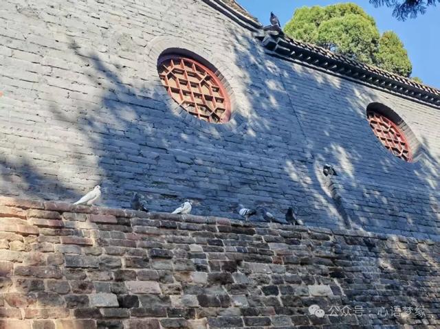 白马寺的鸽子,呈现世间生灵最好的模样