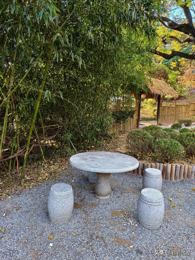 大连两片超美竹林，第二个很少有人知道