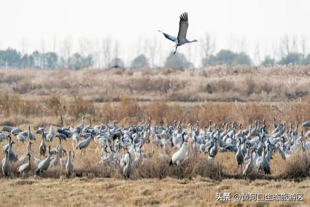 【黄河口生态旅游区】黄河口最美观鸟季已上线，赏鸟正当时！快来邂逅候鸟之约吧！