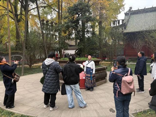 银杏季，罨画池多了一道超可爱的风景……