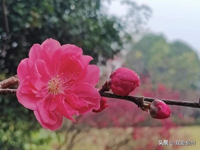 早春限定！柳州这条路千株桃花绽放，未来十天进入“颜值巅峰”