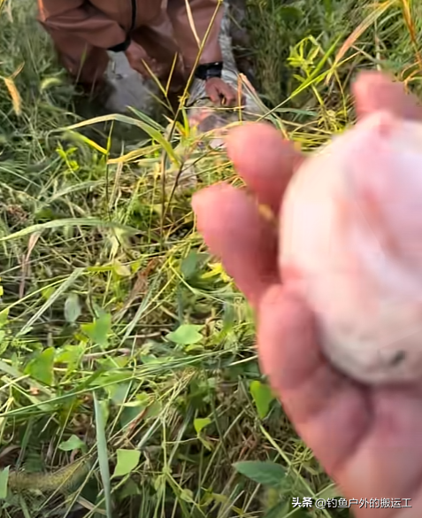 如获至宝？巨型青鱼“暴尸”江边！湖北3男子忍着臭味抠出青鱼石