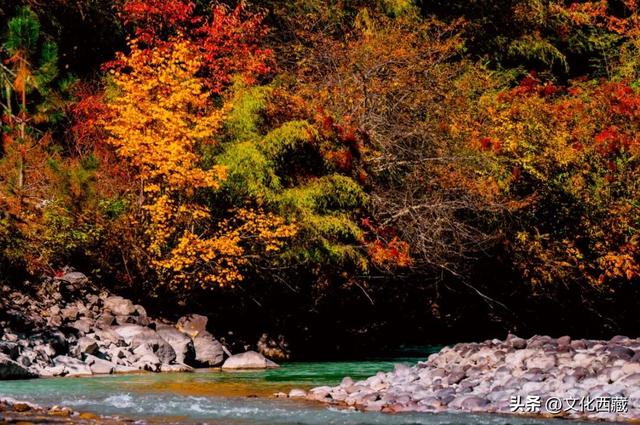 挖到国内巅峰秋景！半山秋色半山雪，不来西藏这里真的亏大了！