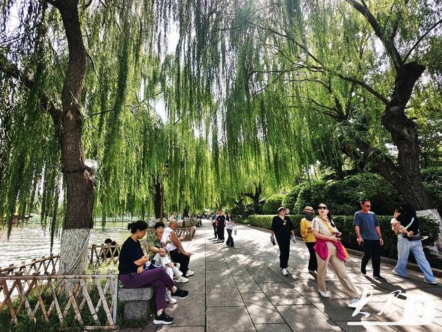 明湖垂柳曼妙多姿 游人如织景致如画