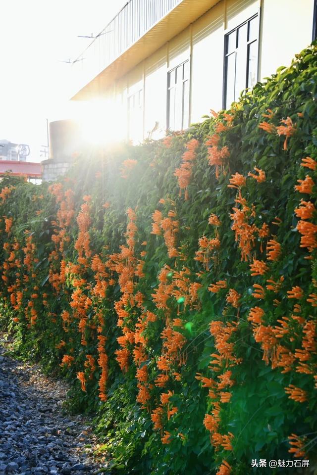 超治愈~石屏这片炮仗花海藏不住了🧡