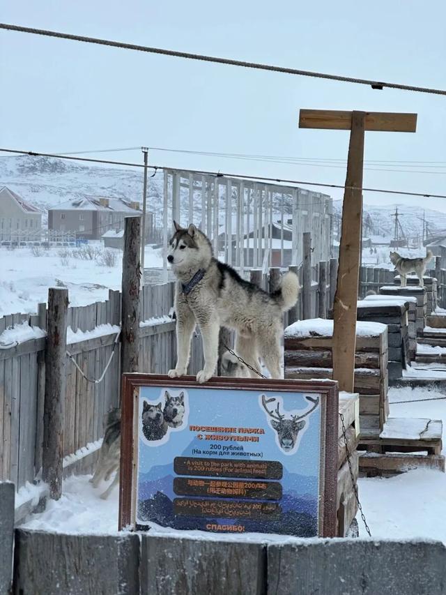 爆火的东北游里，“比家猫还乖”的雪狐不正常