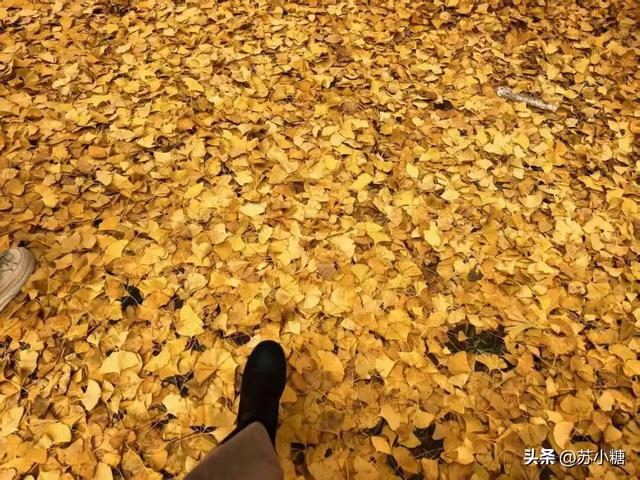 【石家庄】河北经贸大学银杏节预览，随手一拍都是壁纸