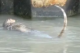 传说中的水猴子，令人闻风丧胆，究竟是什么？图片