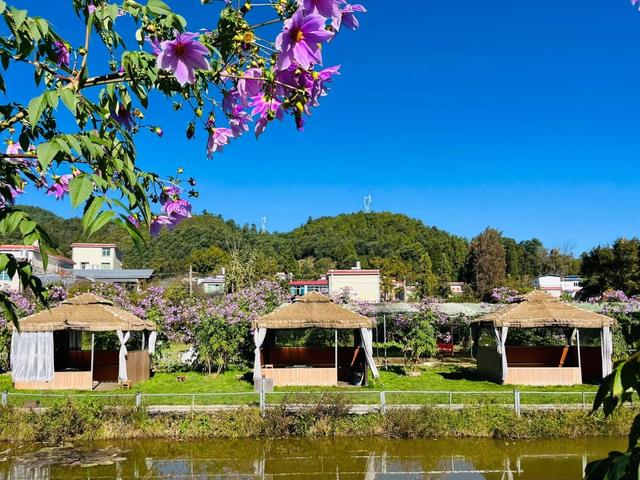 初冬限定，三家村水库邂逅油画级大丽花海