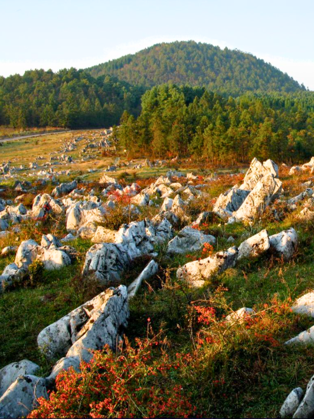 千野草场火棘红妆限定！📸随手拍电影感，冲！