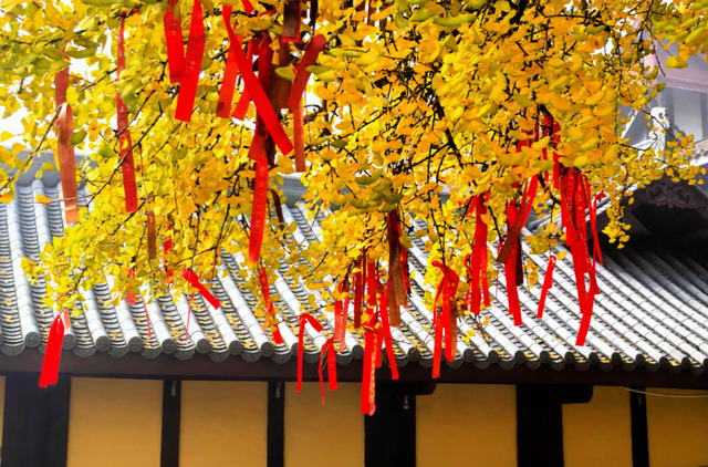 重庆低调的寺庙，有棵1200年银杏树，12月正是最佳观赏期