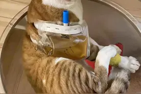 猫咪反复尿闭总不好，能帮一个是一个！图片