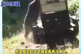 千万不要被动物园里熊娇憨的模样欺骗了，熊真的很狡猾图片