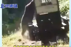 千万不要被动物园里熊娇憨的模样欺骗了，熊真的很狡猾图片