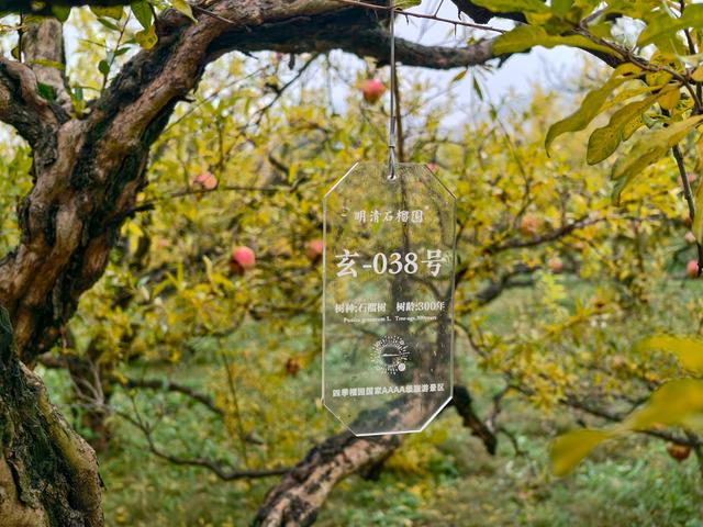 榴住五百秋：在淮北明清古园，啖一口时光的甘甜