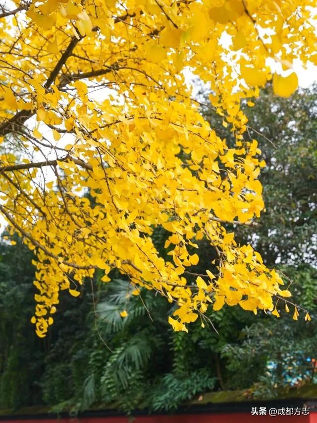 成都这一场馆焕新归来！免费开放→