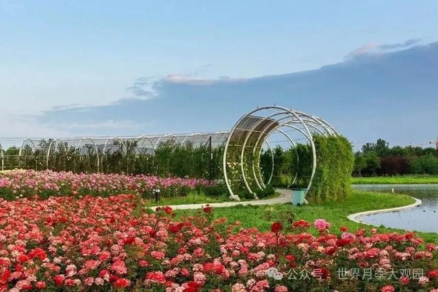 南阳世界月季大观园2025国庆月季文化周来了！
