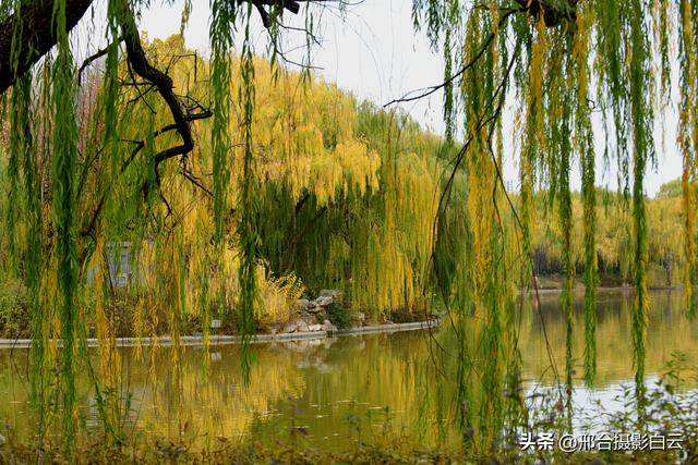 达活泉：公园披金衣，满目黄金柳（图）