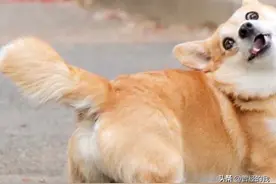 这只有大尾巴的柯基犬，表情搞怪，圈粉无数，红遍全网图片