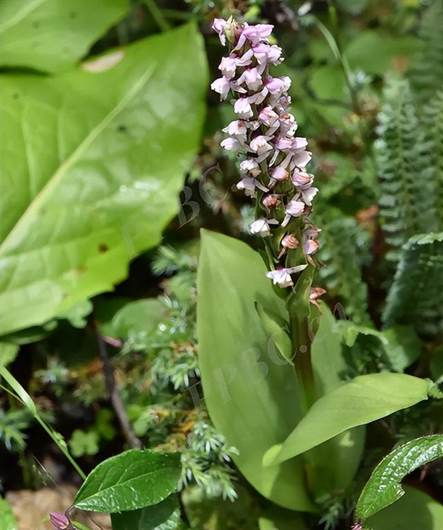 1株就犯法！四川女游客采一把“手参”，被阻拦后说很多人都在摘