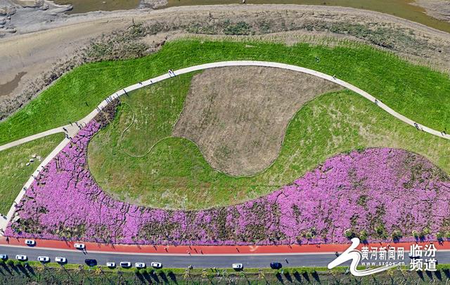 【视觉临汾】山西襄汾：波斯菊花开 美景醉游人