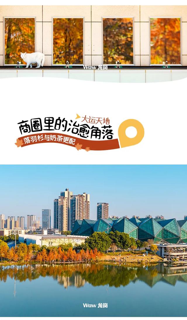 红了！龙岗落羽杉进入最佳观赏期！最全打卡攻略→