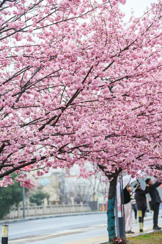 无锡的樱花都美成这样了！