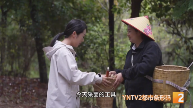 慕名而来！干巴菌、白牛肝等，上山满载而归，这一桌菌子宴馋哭了！