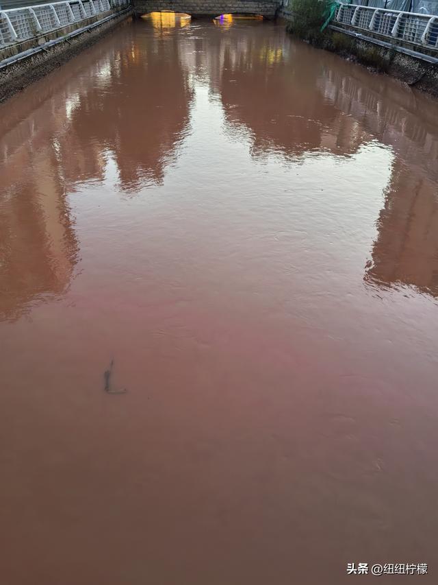 在甘肃省定西市临洮县吃了牛肉面，一碗面条多到足够两个人一起吃