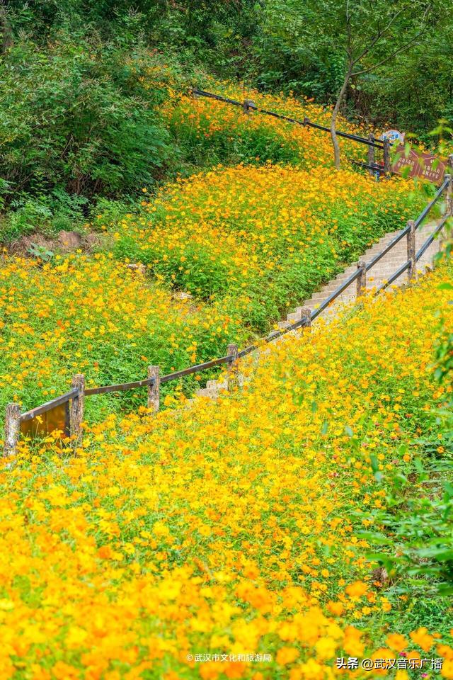 武汉这条登山花路爆火出圈