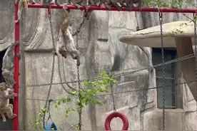 “五一”起推出惠民活动！北方森林动物园与你有约图片