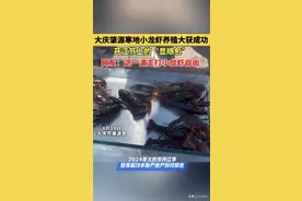 鲜活肥美个头大！咱大庆也能养殖小龙虾了图片