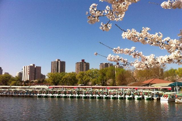 北京玉渊潭公园 樱花漫舞的诗意秘境
