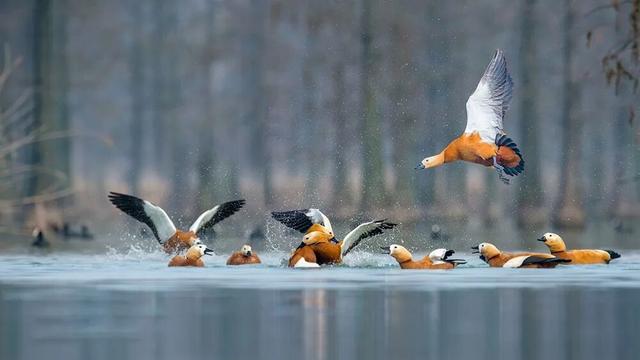 高铁1h！比西安秀美！这座千年古都秋色绝了！高光仅20天！