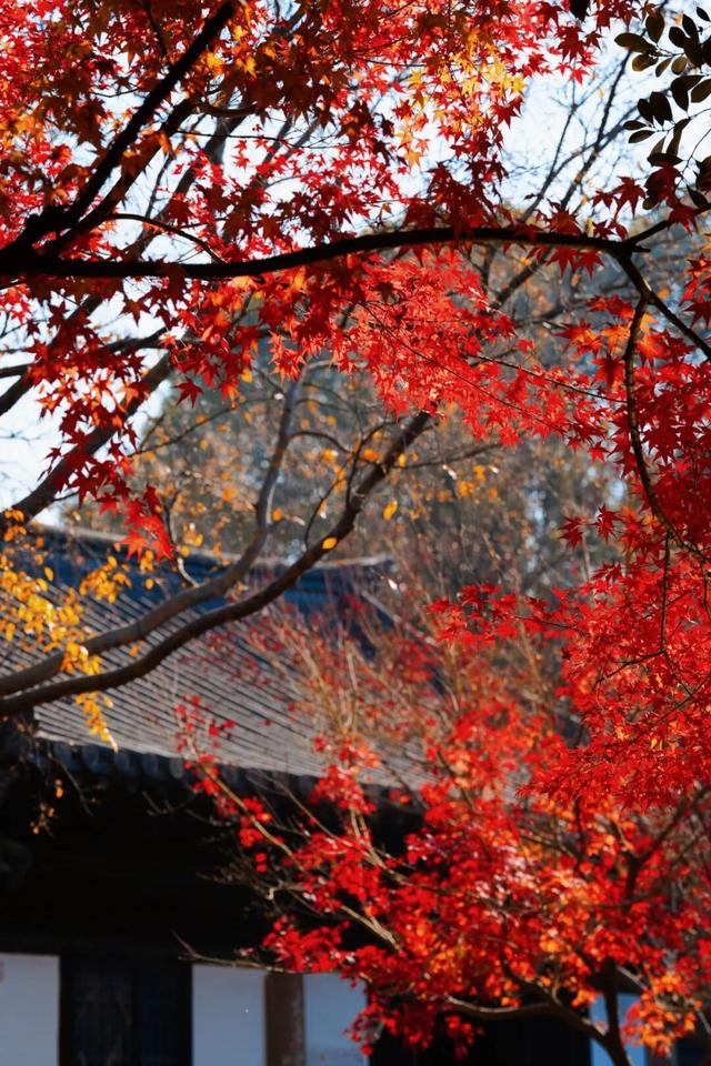 超出片！江阴这些地方“红了”！