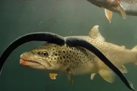 世界上最致命的鱼，给你1亿你也不敢下筷！图片