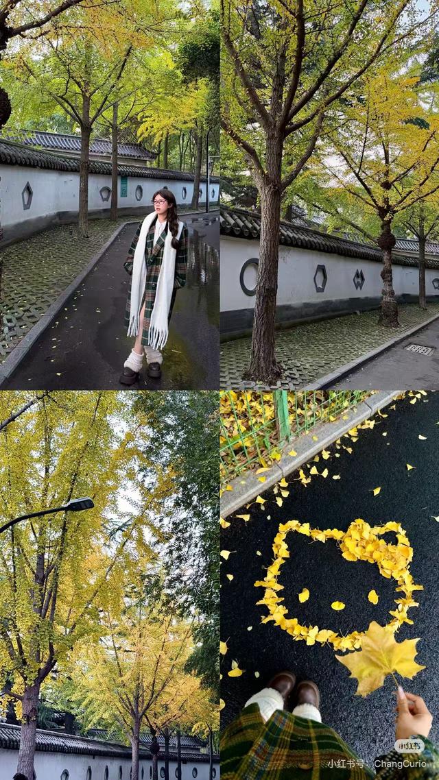 最适合拍银杏的地方！ 临沂十个0元打卡点，抓住今年最后的金色风暴！