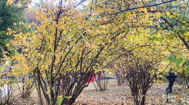 城建靓区 | “冬日限定”已上线！内江市中区这抹“甜城暗香”太治愈了