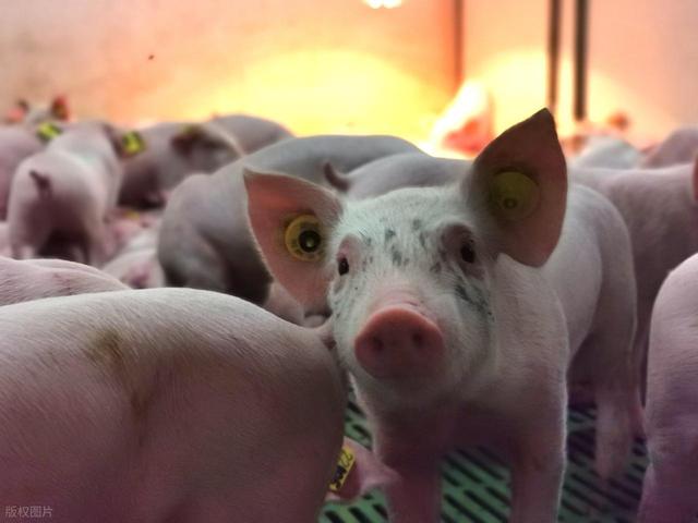 生肖猪：提醒！你和这个属相的人不合！