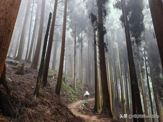 四川行(73)什邡红枫岭徒步到钟鼎寺
