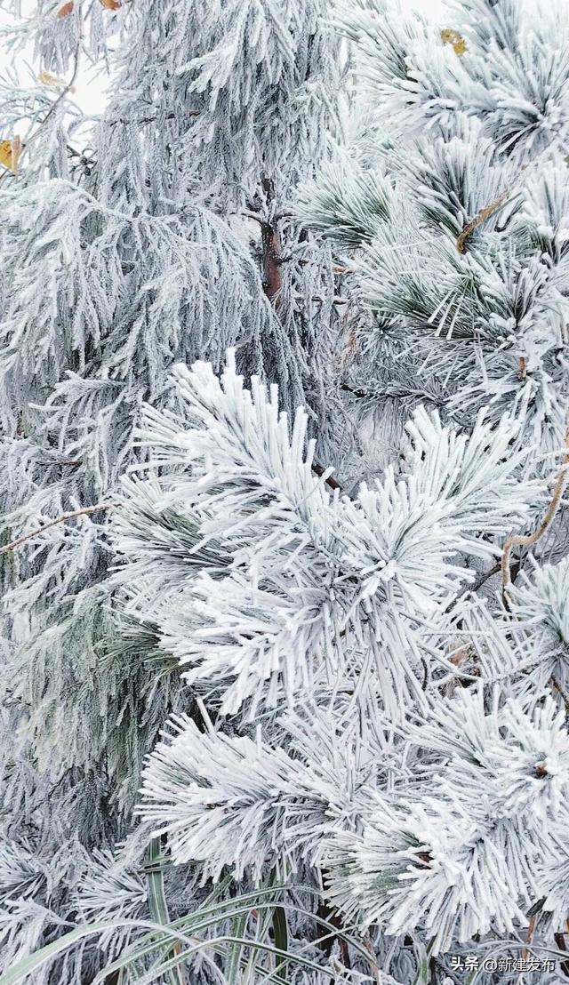 江西多地出现大片雾凇！马上又要反转！即将升温→