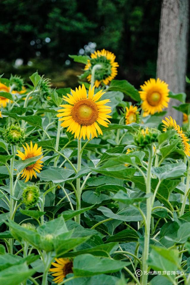 夏日清晨，在桐泾公园邂逅向日葵花海与童话小屋