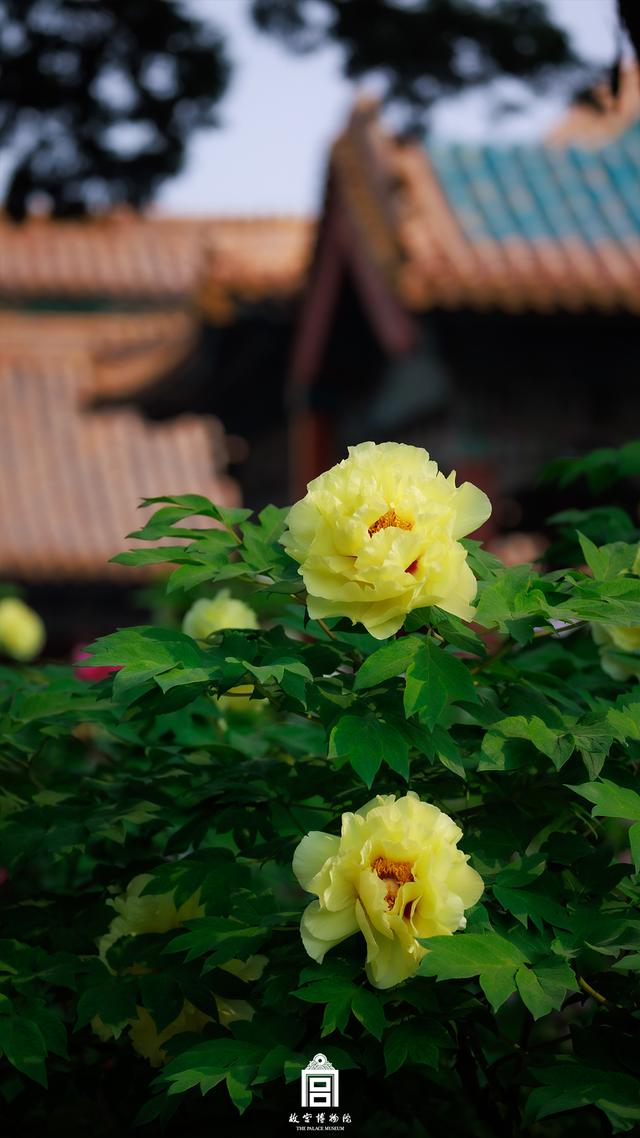 故宫的芍药牡丹，那才是真正的皇家富贵之花